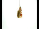 Playful Squirrel on Acorn Blown Glass Christmas Ornament